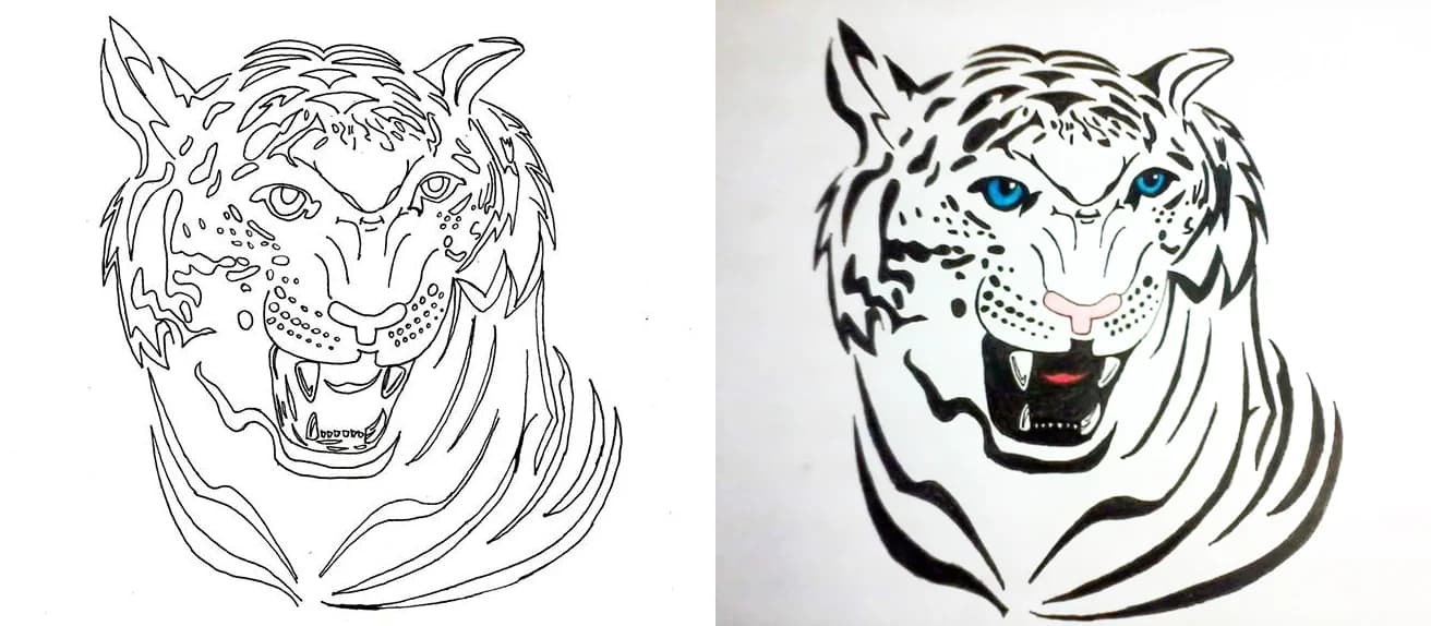 Roaring white tiger with black stripes and bright blue eyes, shown as line art and as an inked illustration